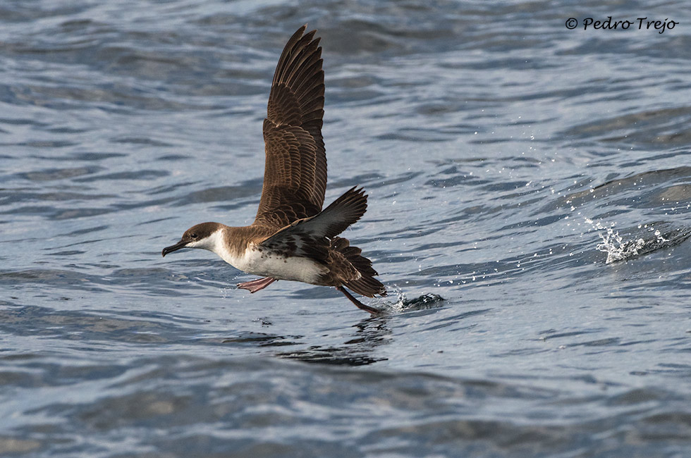 Pardela capirotada (Puffinus gravis)